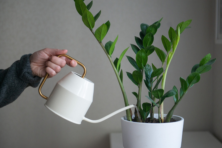 Zamioculcas hat gelbe Blätter Pflegetipps für die Glücksfeder