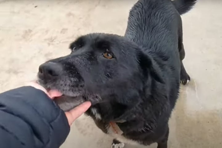 Karditsa Hund hat dicken Kopf wie ein Bär der Grund ist grausam! TAG24