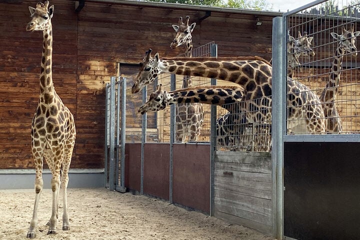 Christian Steyer Elefant Tiger Und Co