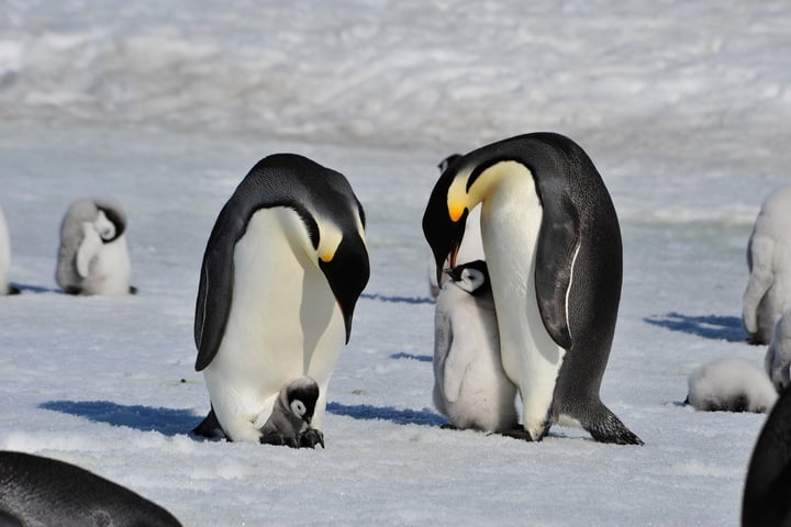 Emperor penguins get endangered species protections in the US