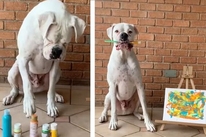 Dogs channel their inner Pawcasso in new TikTok challenge