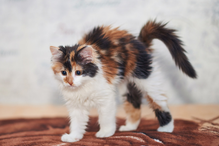 Katze Macht Buckel Und Läuft Seitlich Katze macht Buckel: 6 Gründe für den Katzenbuckel