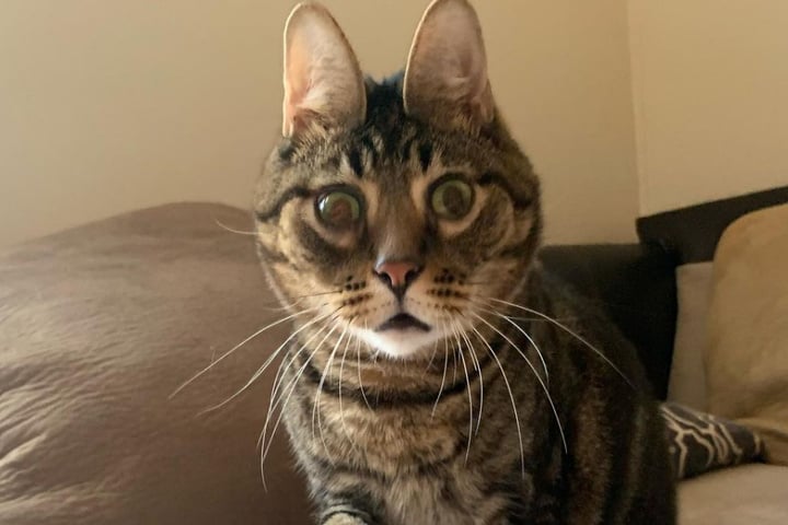 Peanut The Cat: The Internet Is Obsessed With Oldboypeanut's Weird Face