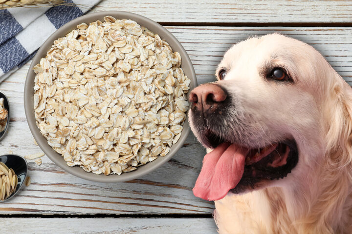 Haferflocken Gut Fur Hunde