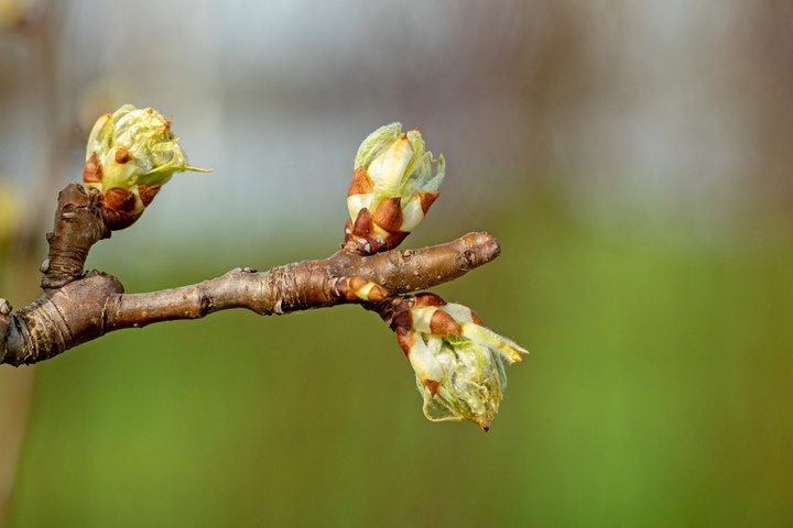 Junge Obstbäume vor Frost schützen Diese Möglichkeiten gibt's