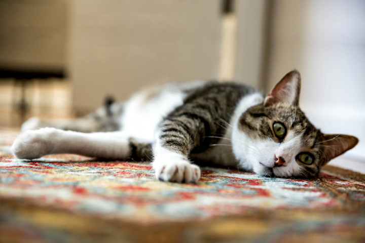 Rollige Katze beruhigen: Diese Tipps helfen