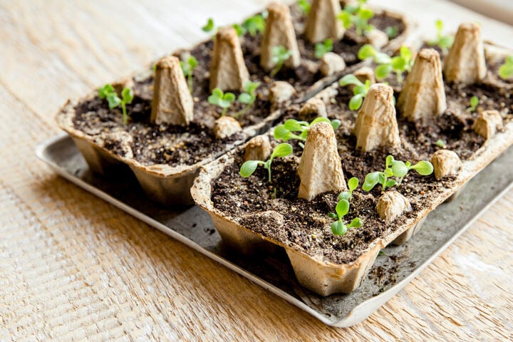 Gartenarbeit im Februar Das steht vor dem Frühling an