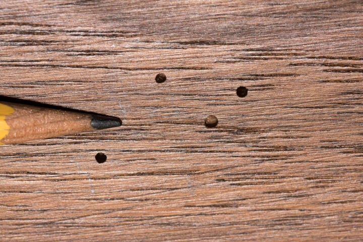 Holzwurm erkennen Sind Schädlinge im Holz?