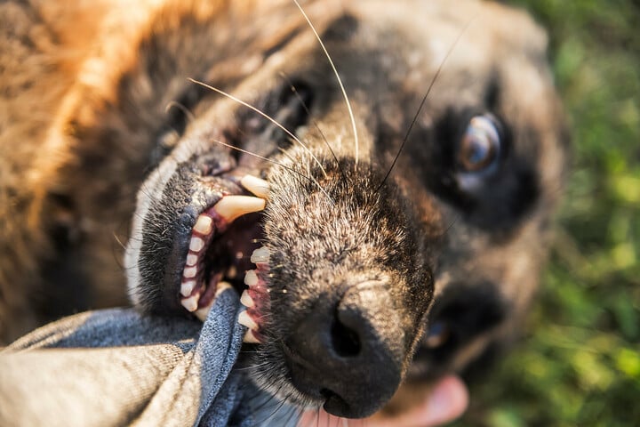 Hundebiss: Das ist nach der Hundeattacke zu tun