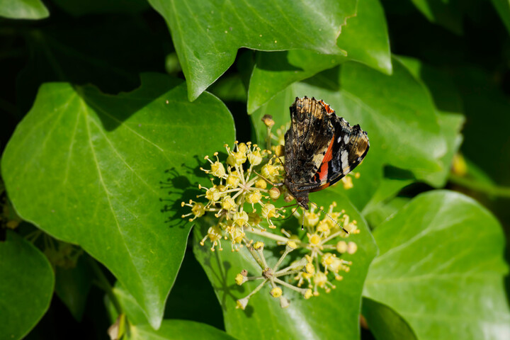 Efeu im Garten Gut oder schlecht für Flora und Fauna?