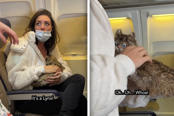 Emotional Support Lynx Woman Breastfeeding Cat On Flight Goes Viral