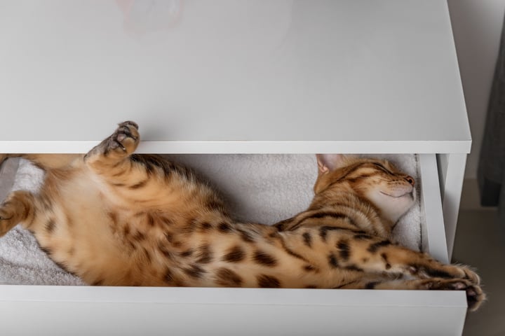 Wo schlafen Katzen am liebsten? Diese 10 Plätze lieben sie