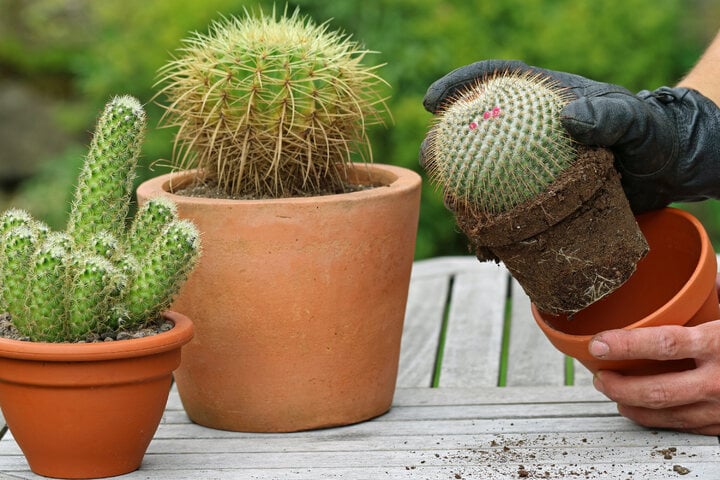 Wann sollte man Kakteen umtopfen & wie geht das?