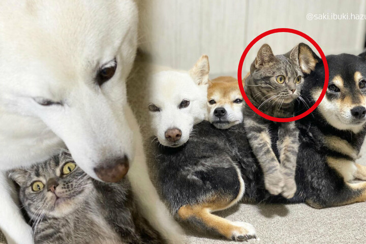 Phineas va Ferb Isabella bilan jinsiy aloqa