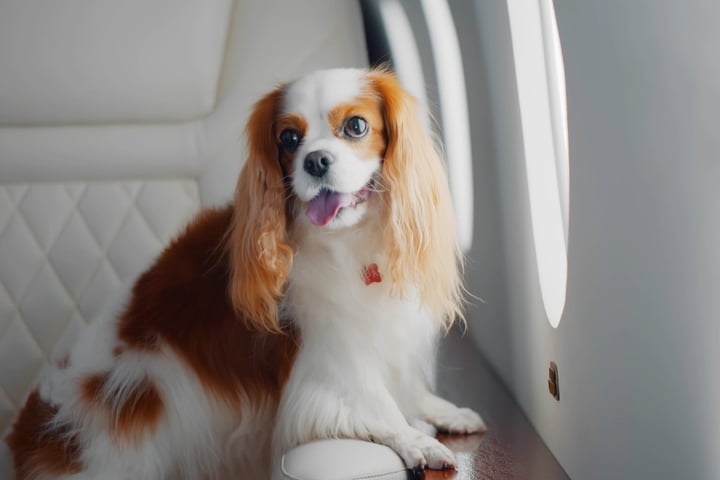 Was Kostet Ein Hund Im Flugzeug www.tag24.de
