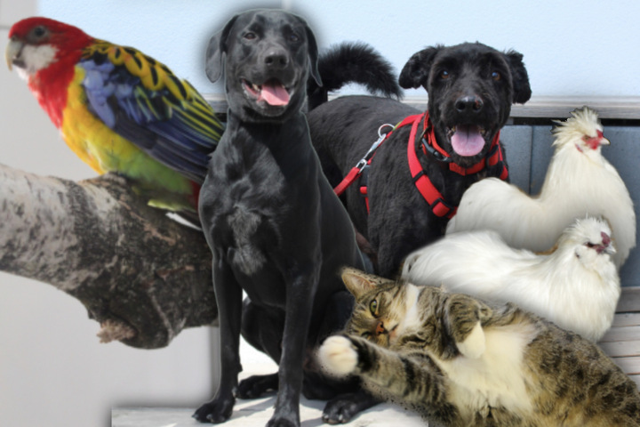 6 besondere Tiere Diese Hunde, Katzen und Hühner suchen endlich ein