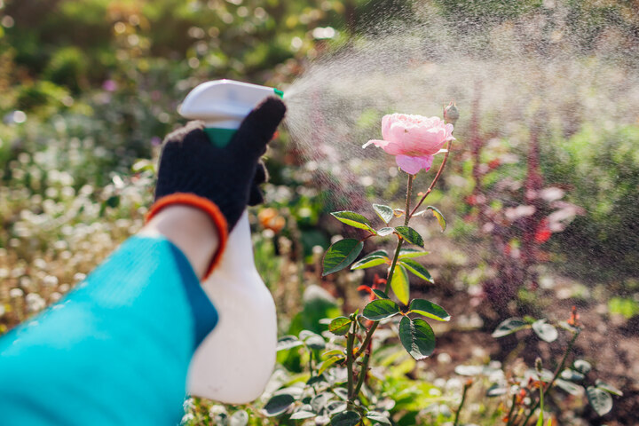 Was Tun Gegen Rosenrost Hausmittel Rosenrost? Hausmittel, die gegen die Pilzkrankheit helfen
