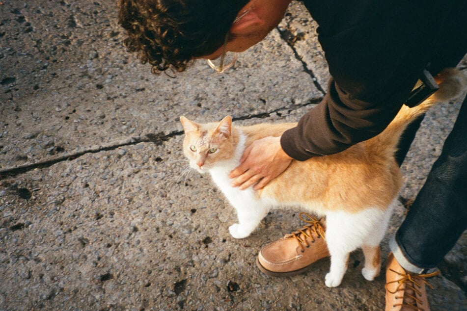 Try not to lean over the cat when you pet it, as this can be perceived as threatening.