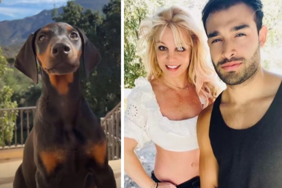 Britney Spears gets an adorable four-legged surprise from her fiancé Sam Asghari!