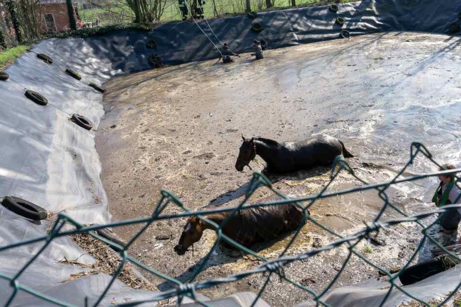 Ein Tierarzt kümmerte sich um das Wohl der Tiere, während diese durch die Jauche liefen.