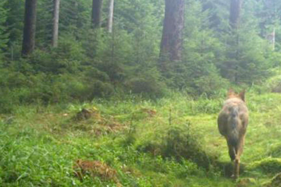 Ein Wolf ist im Sommer in eine Fotofalle bei Tellerhäuser getappt.