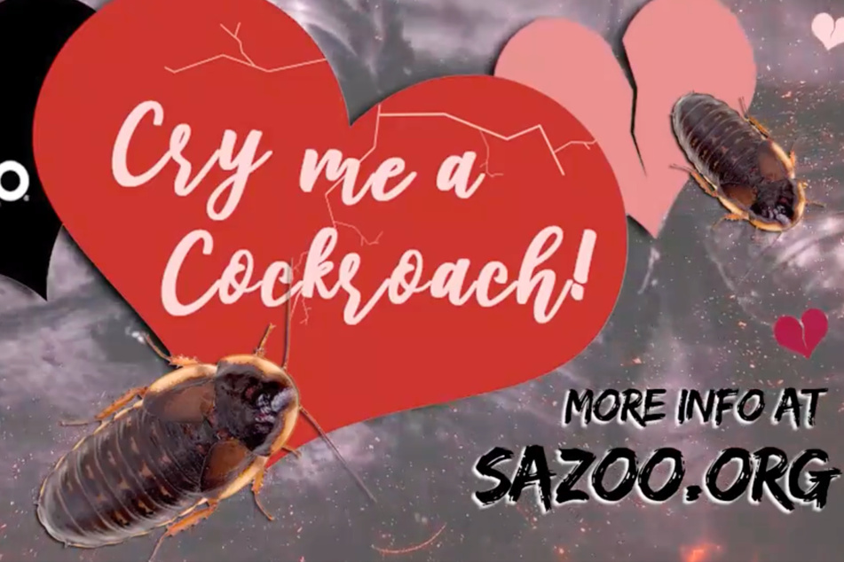 Since 2020, the San Antonio Zoo has been letting people take revenge on their exes and/or foes by naming cockroaches, rodents, or vegetables after them for donations in a program called Cry Me a Cockroach.
