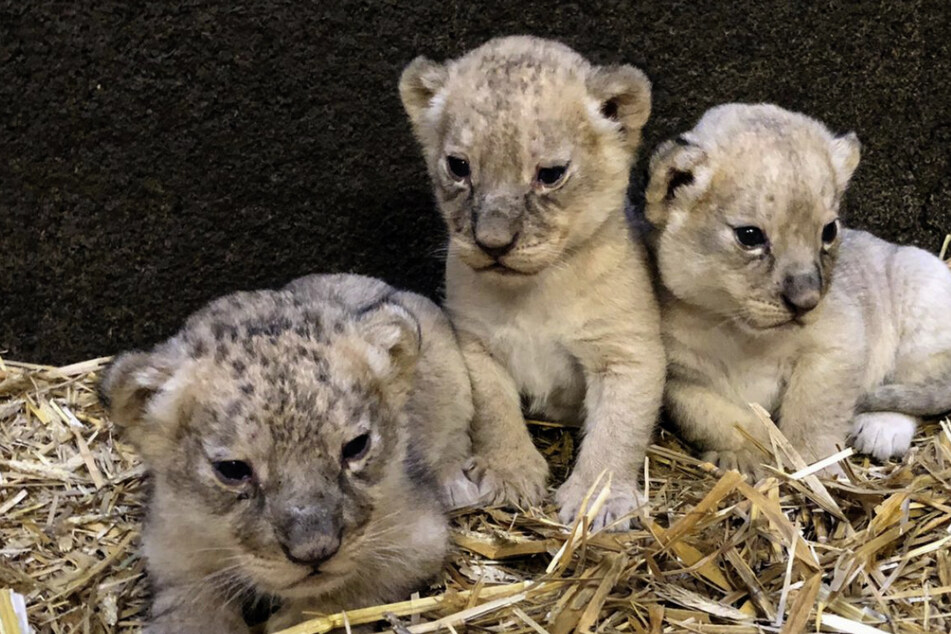 Zoo lüftet Geheimnis um Geschlecht der Löwen-Drillinge und verrät Namen!
