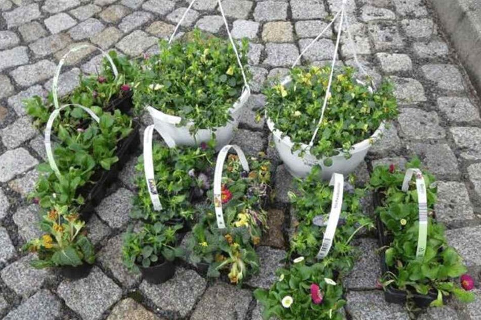 Wem gehören diese Pfalnzen?