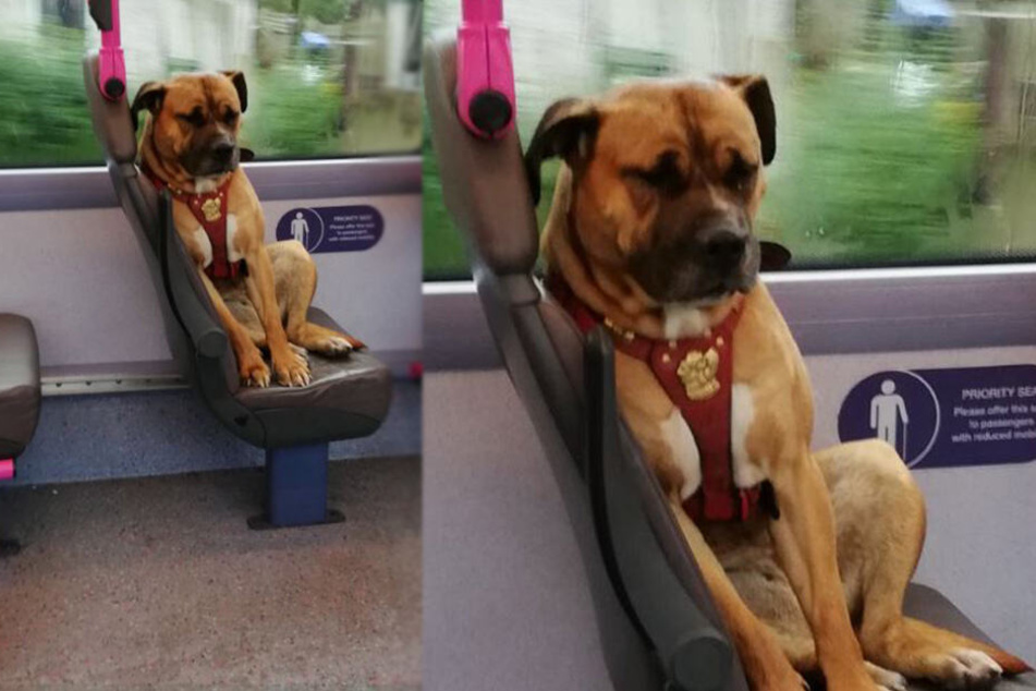 Hund sitzt einsam und verlassen in Bus, als es noch bitterer wird TAG24