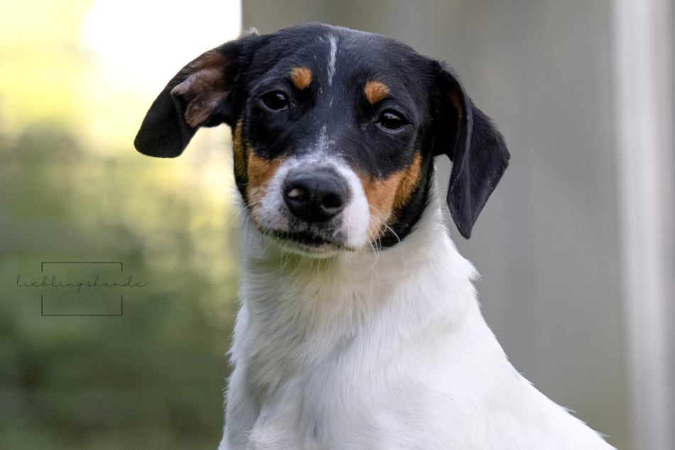 Noch nicht einmal ein Jahr auf dem Hundebuckel und trotzdem schon einiges erlebt: Mischlingshündin Angi hofft auf ein passendes Zuhause.