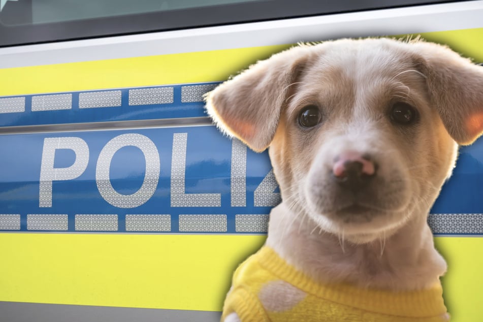 Dank eines Anrufes bei der Ulmer Polizei, konnte ein illegaler Welpen-Händler und seine Partnerin gestoppt werden. (Symbolfoto)