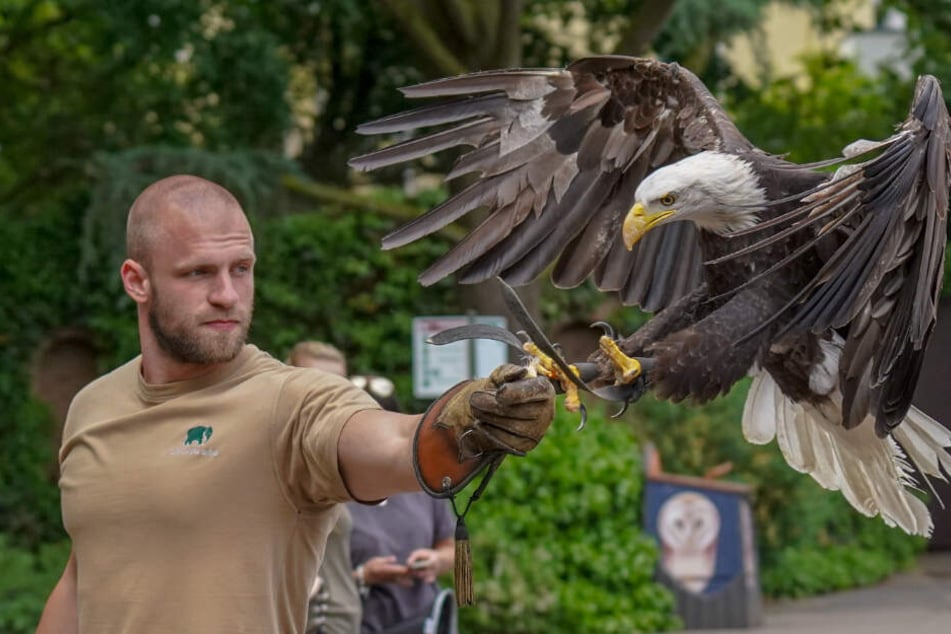 Ein Tierpfleger mit Weißkopfseeadler "Paco".
