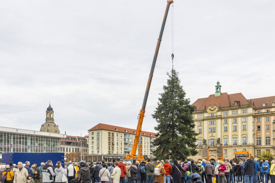 Im letzten Jahr schmückte eine Veitchs Tanne aus Altfranken den Striezelmarkt.