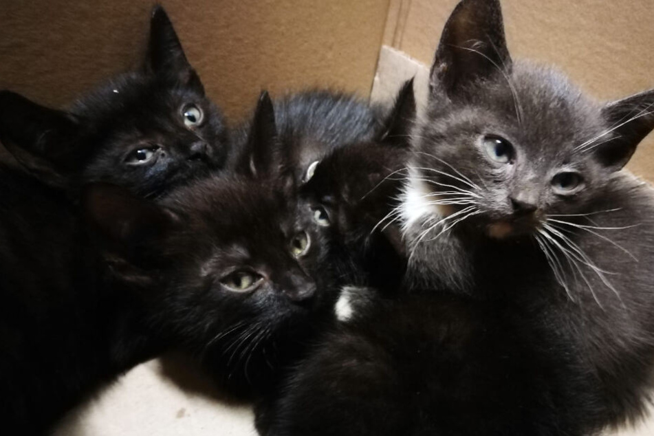 Die vier Katzen wurden am Straßenrand ausgesetzt.