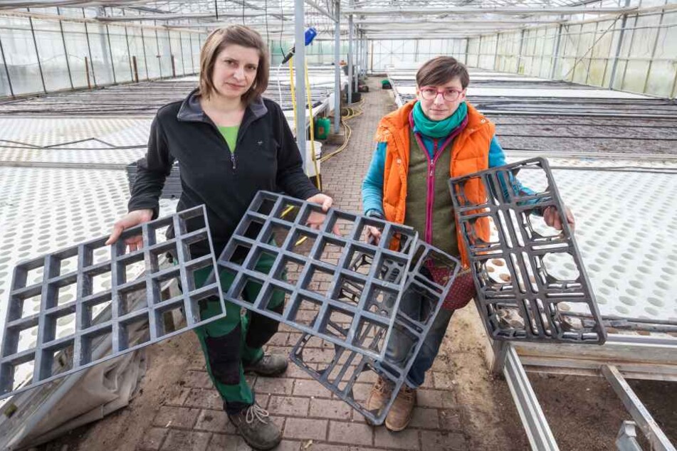 Stattdessen müssen die Töchter des Gärtners die Gewächshäuser bis auf den
letzten Blumenstiel säubern und für die Desinfektion vorbereiten.