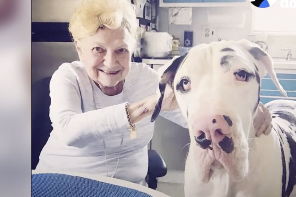 Dieser riesige Hund und eine Oma sind unzertrennlich