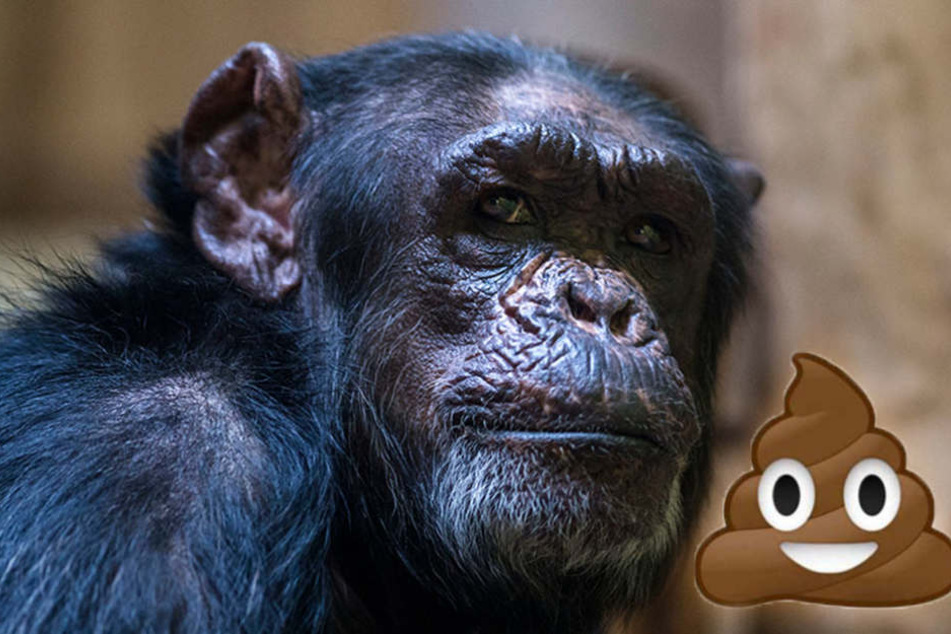 Mitten ins Gesicht! Schimpanse bewirft Oma mit Kot