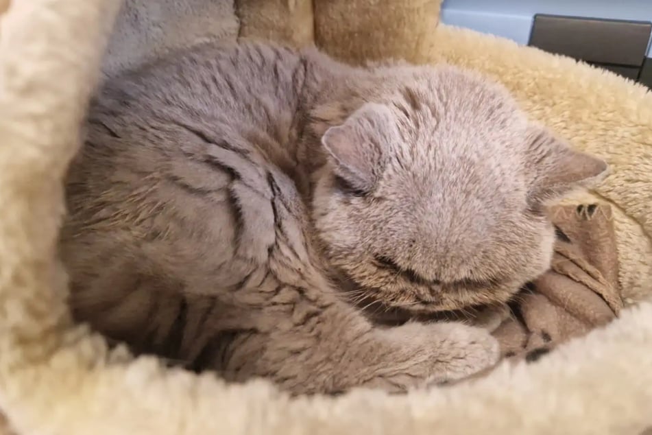 Katze Tessa aus dem Hamburger Tierheim ist auf der Suche nach einem liebevollen Zuhause.