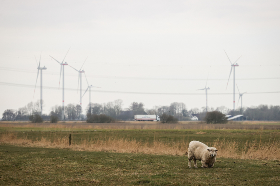 Noch grasen friedlich Schafe auf der Fläche der geplanten Batteriefabrik in Heide. (Archivbild)