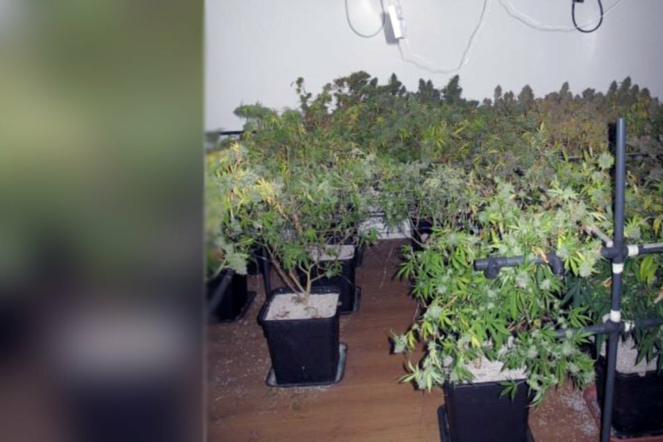 Bei Wohnungsdurchsuchungen in Chemnitz entdeckte die Polizei am Dienstag eine Cannabis-Indoorplantage.