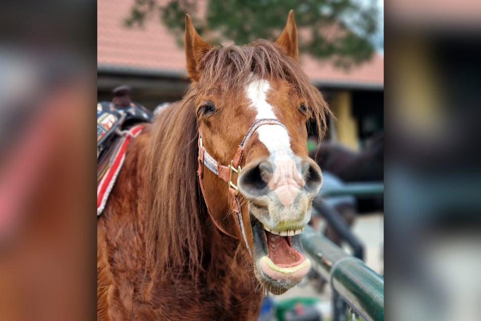 Zum Wiehern: Die neue Rast erfreut Ross (und Reiter).