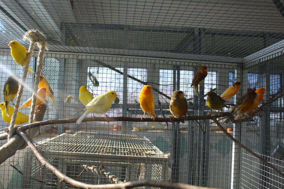 Zahlreiche Kanarienvögel warten im Tierheim auf ein neues Zuhause.