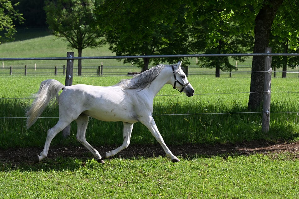 Das Tier konnte dem Besitzer übergeben werden. (Symbolfoto)