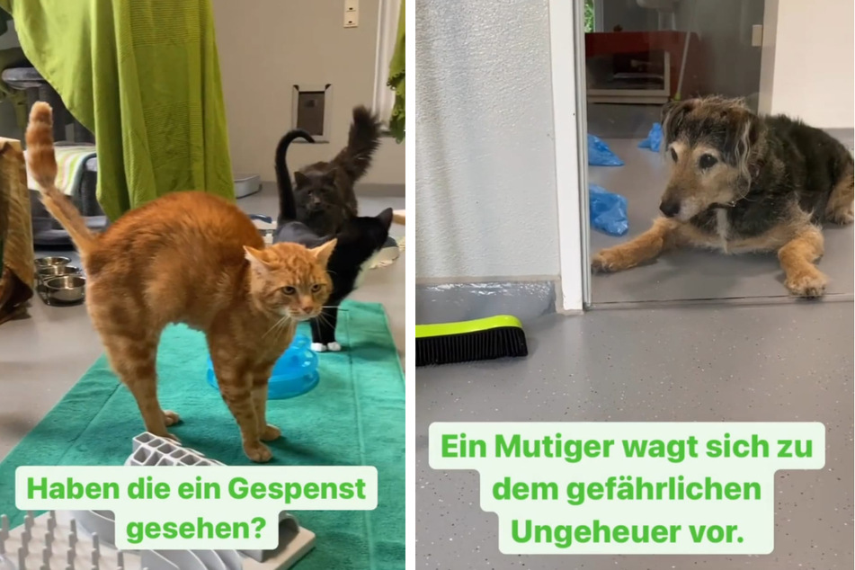 Die Katzen müssen sich noch mit ihrer neuen Umgebung vertraut machen. Beim Anblick von Tierheim-Hund Lupo gehen die Samtpfoten in Alarmstellung. (Fotomontage)