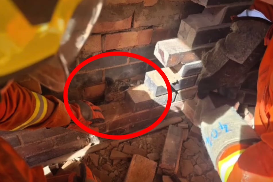 Wie die Jungtiere zwischen die Gebäude kamen, ist unklar.