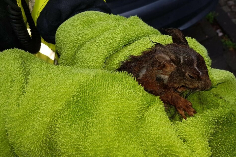 Die Eichhörnchen-Mutter konnte sich aus eigener Kraft befreien, ihr Junges steckte jedoch weiter im Rohr fest.