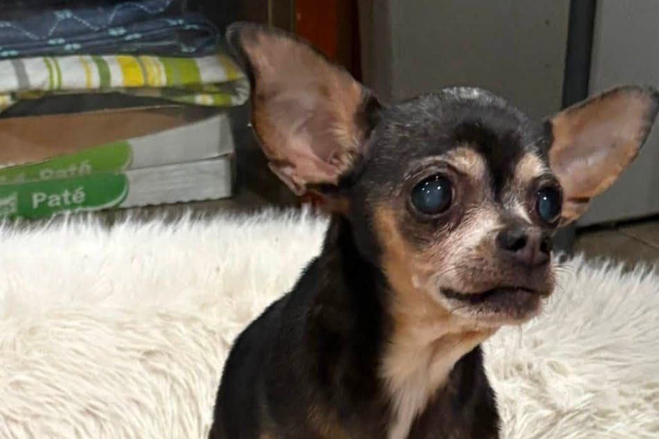 Hund taucht nach zwölf Jahren wieder auf: Frauchens Reaktion hat es in sich