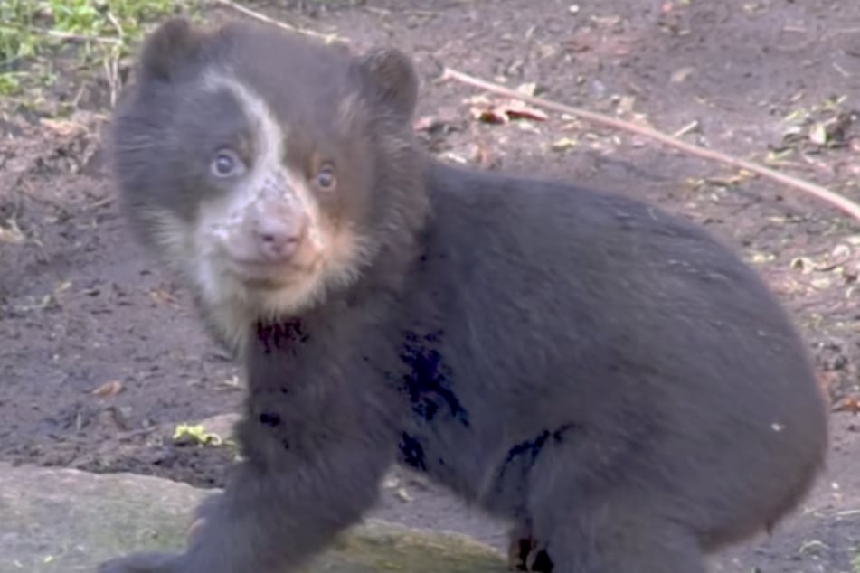 Brillenbär Enzo wagt die ersten Schritte im Tierpark Berlin