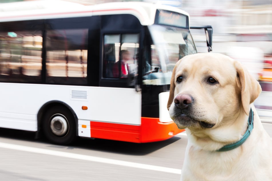 Schulbus-Unfall wegen Hund: Zwölf verletzte Kinder