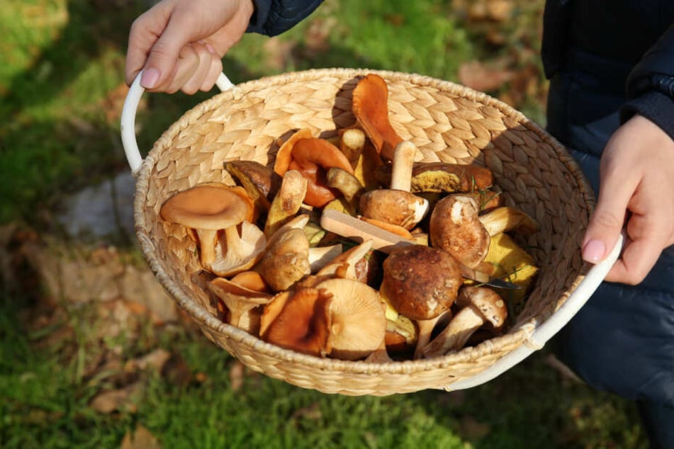 Beim Pilzesammeln landen nicht immer nur Speisepilze im Korb. (Symbolbild)